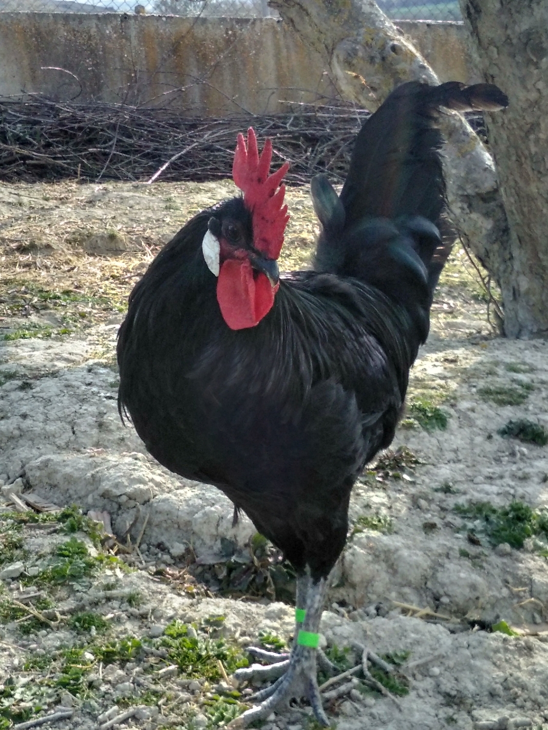 Gallina Castellana Negra Huerteco Recuperaci N Gallina Aut Ctona