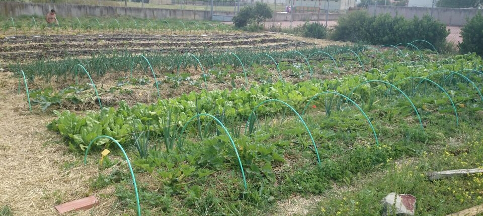 Bancales cultivo Huerteco