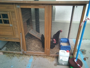 Gallinero portátil del proyecto pio pio