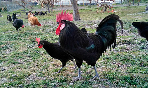 Gallo y gallina de la raza en peligro de extinción castellana negra