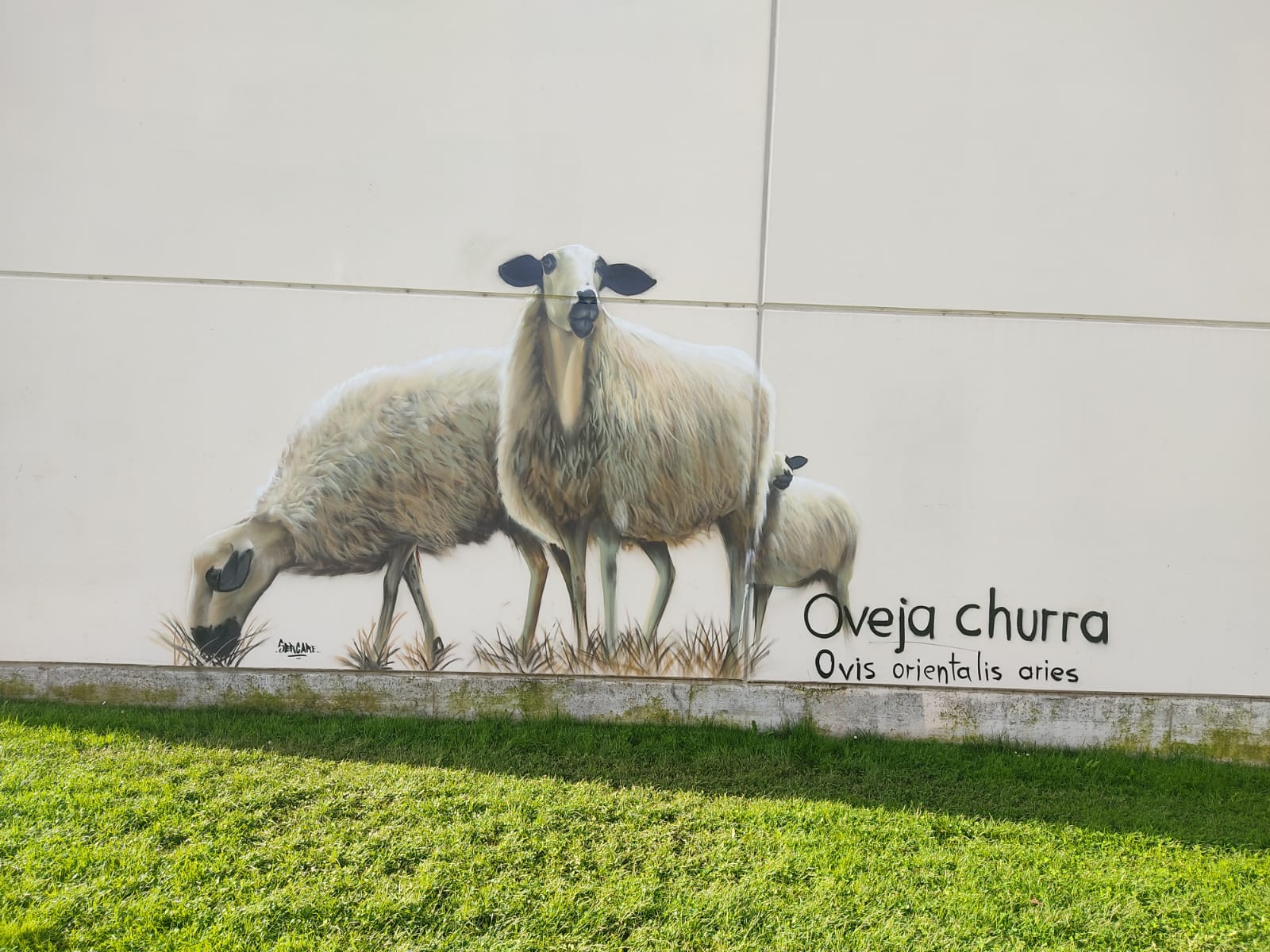 Mural de la oveja churra, iniciativa dentro del proyecto Eco-Burgos de Huerteco sobre educación ambiental