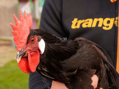 AMPAdrina una gallina castellana negra con Huerteco