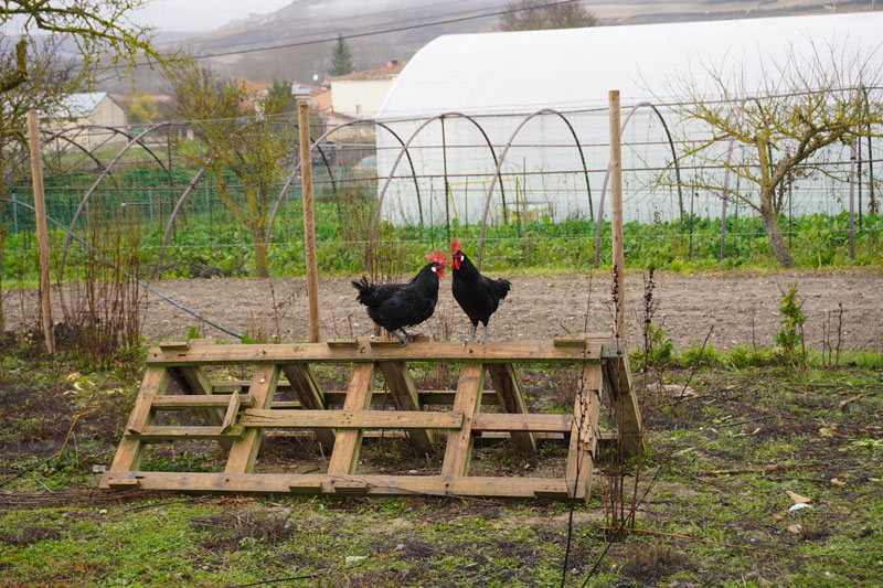 Ecoproyecto HOVO Huerteco gallina castellana