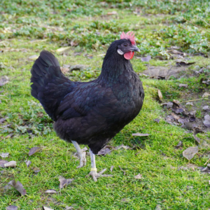 AMPAdrina una Gallina