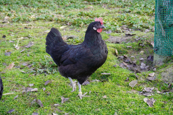 AMPAdrina una Gallina