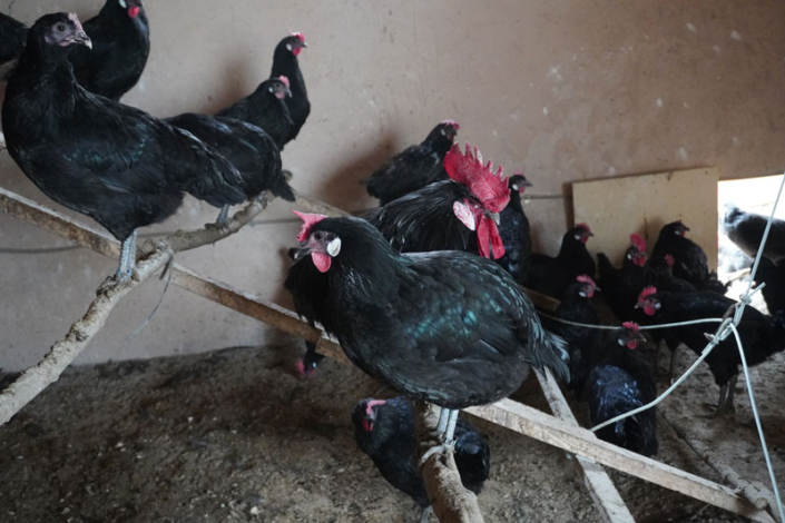 Gallina Castellana Huerteco HOVO recuperación rural