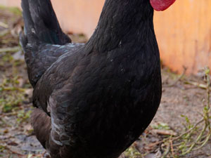 Gallina Castellana Negra Huerteco