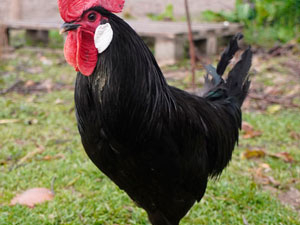 Raza autóctona en peligro de extinción Gallina castellana negra,