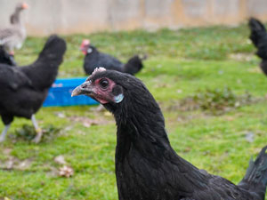 Raza autóctona en peligro de extinción Gallina castellana negra, pollo