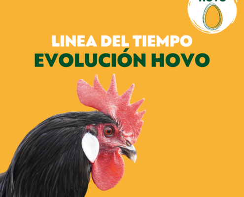 Línea de tiempo de la evolución del ecoproyecto HOVO de Huerteco, para la recuperación de la Gallina Castellana Negra