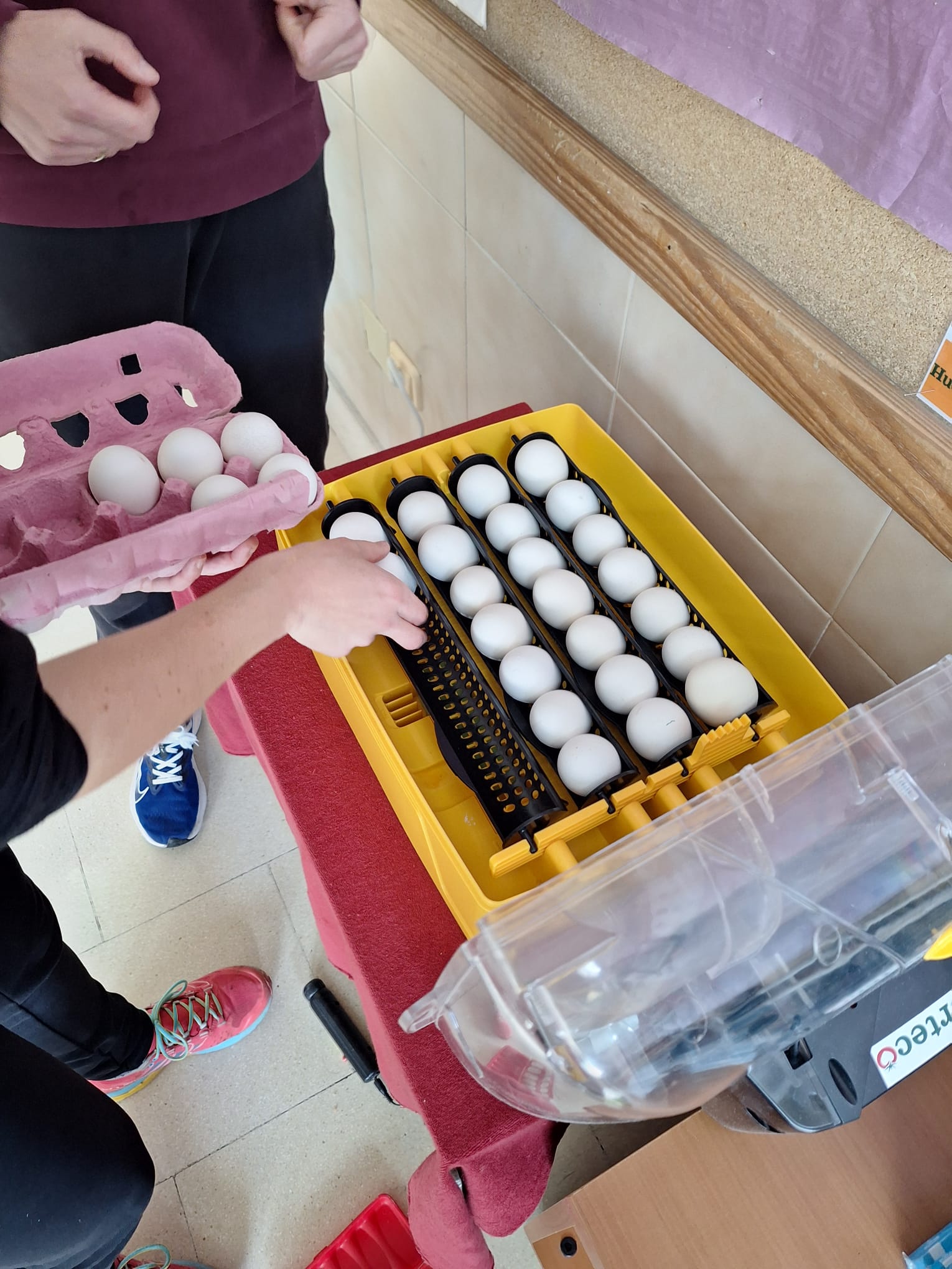 Eco proyecto Hovo recuperación de la Gallina Castellana Negra - Huerteco - curso 2024-25
