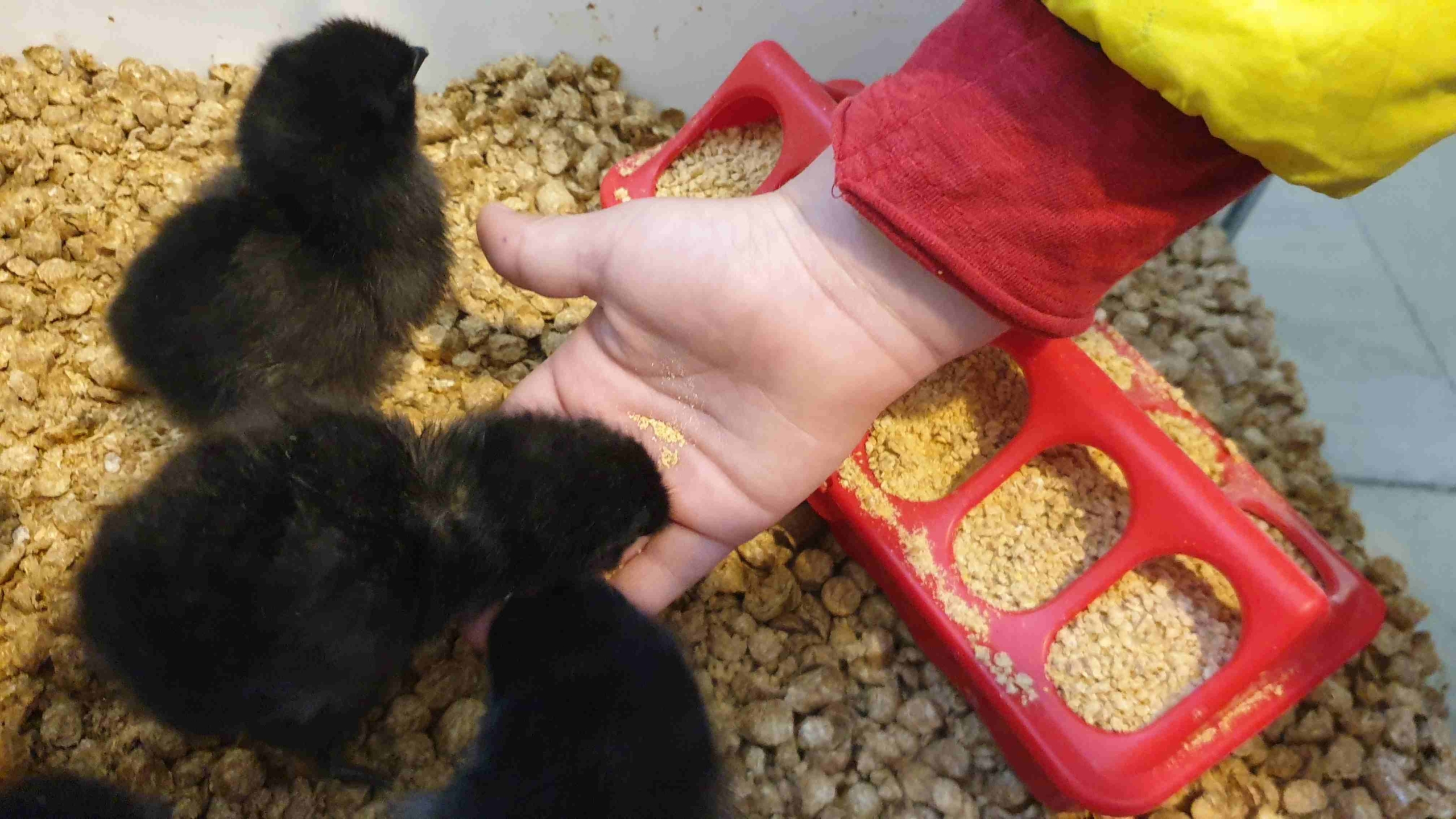 Eco proyecto Hovo recuperación de la Gallina Castellana Negra - Huerteco - curso 2024-25