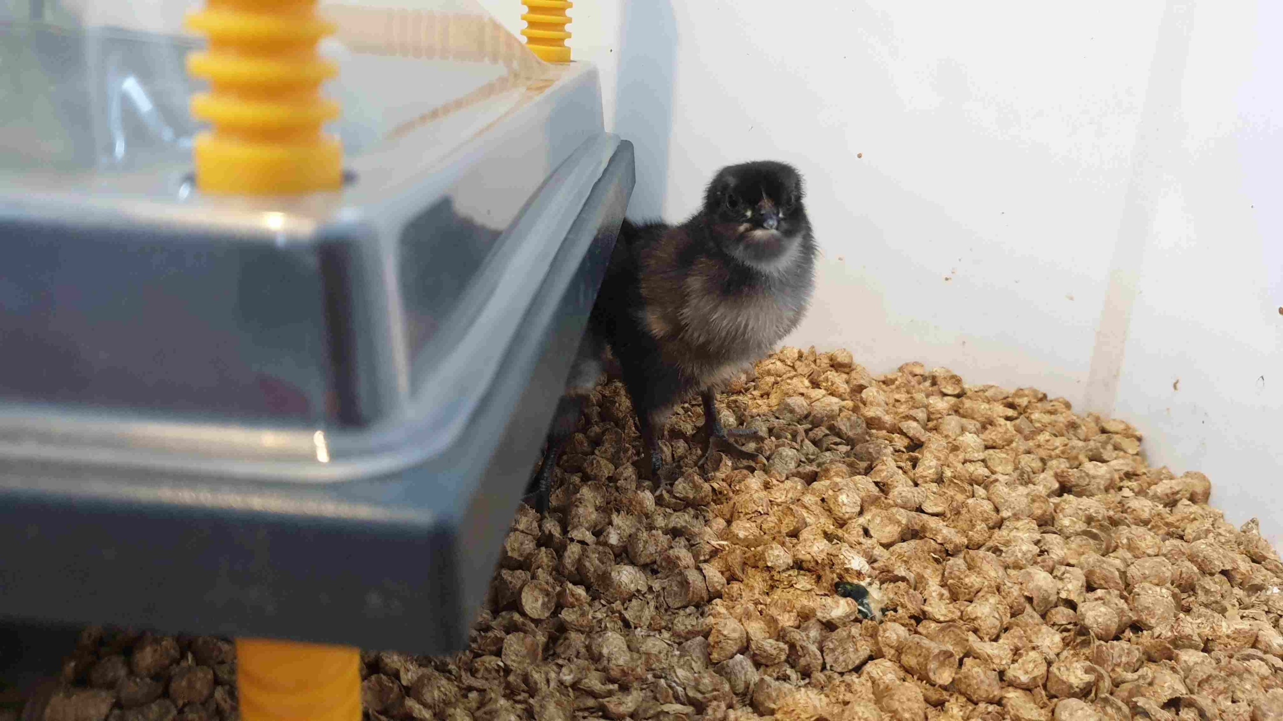 Eco proyecto Hovo recuperación de la Gallina Castellana Negra - Huerteco - curso 2024-25