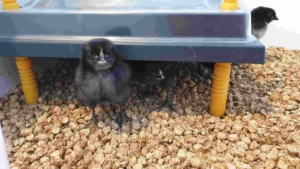 Eco proyecto Hovo recuperación de la Gallina Castellana Negra - Huerteco - curso 2024-25