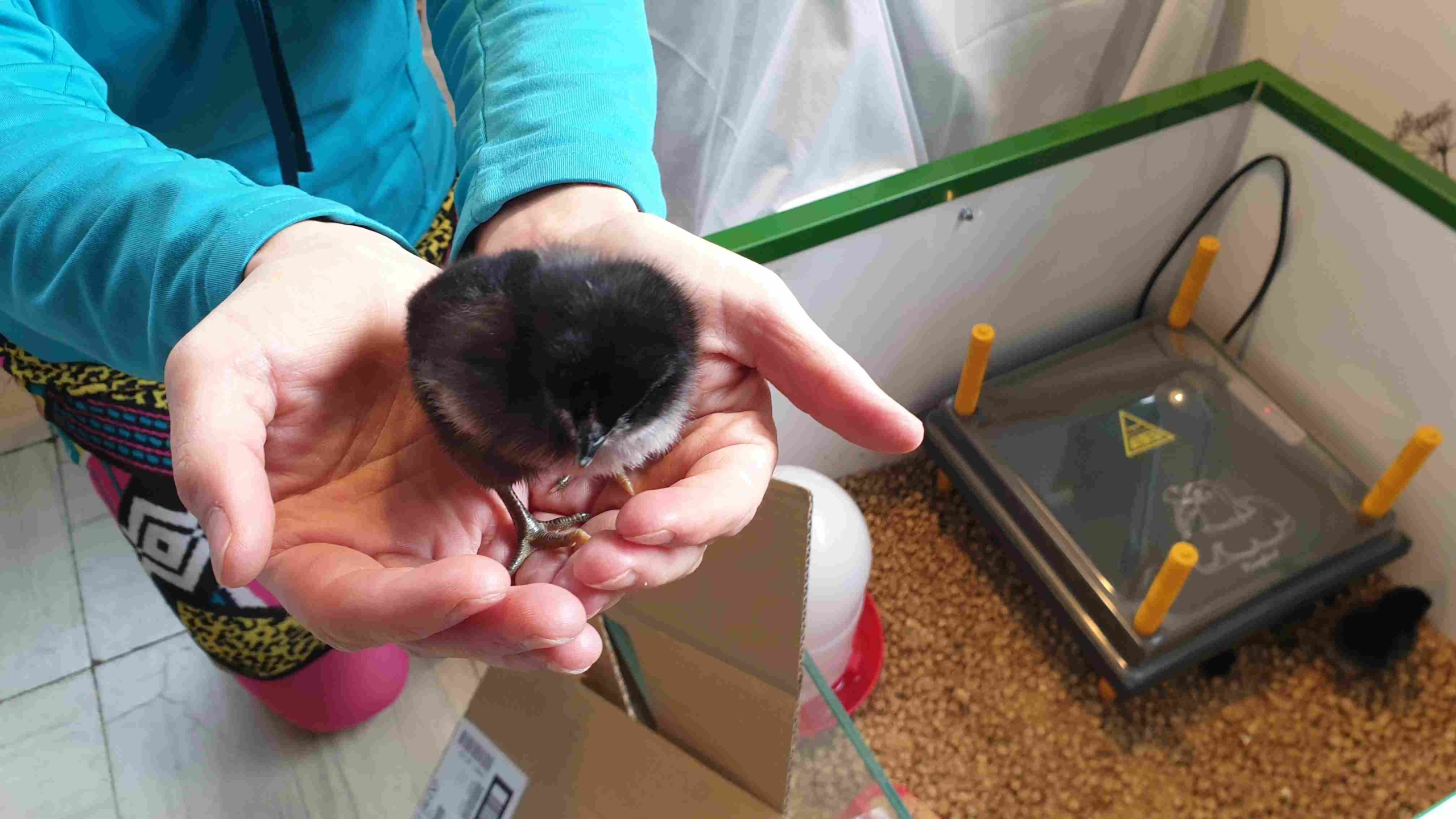 Eco proyecto Hovo recuperación de la Gallina Castellana Negra - Huerteco - curso 2024-25