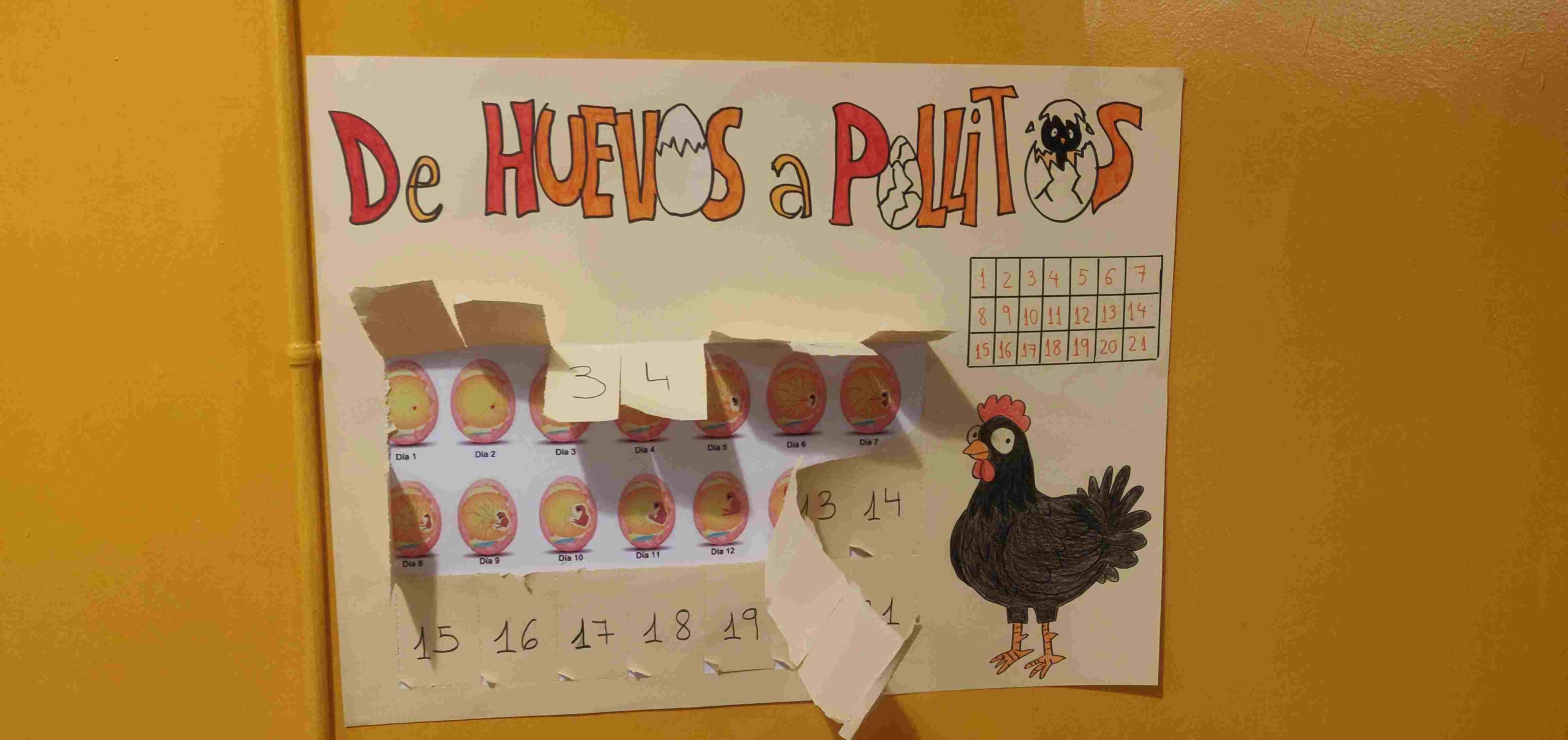 Eco proyecto Hovo recuperación de la Gallina Castellana Negra - Huerteco - curso 2024-25