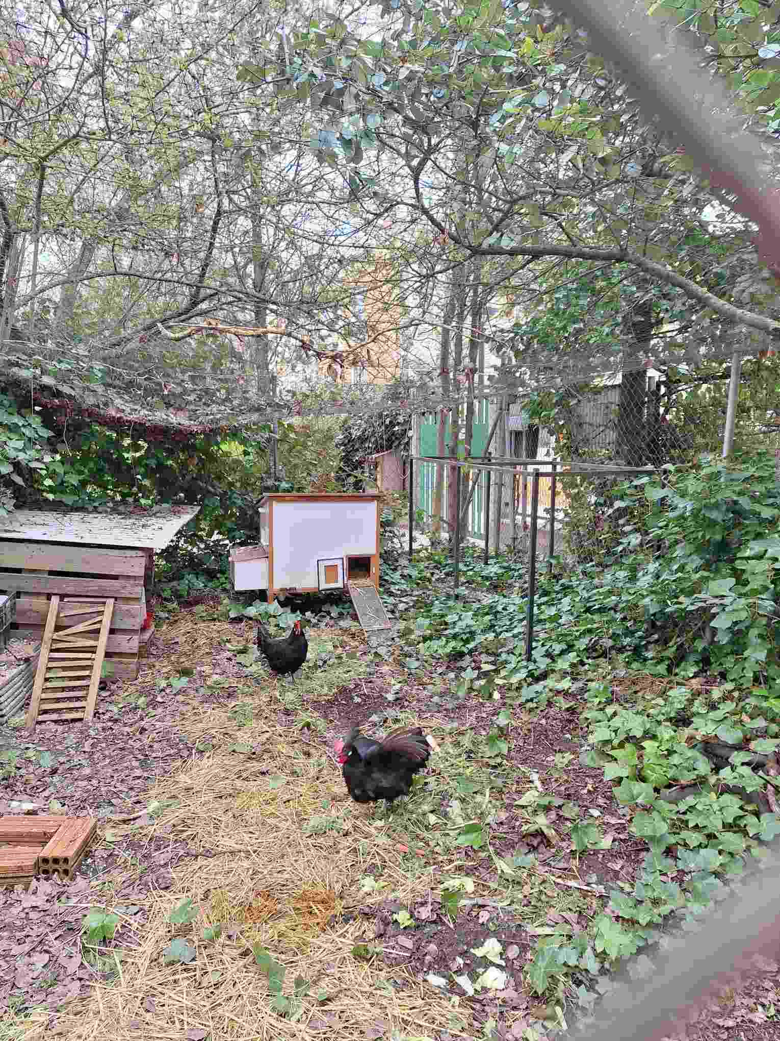 Eco proyecto Hovo recuperación de la Gallina Castellana Negra - Huerteco - curso 2024-25