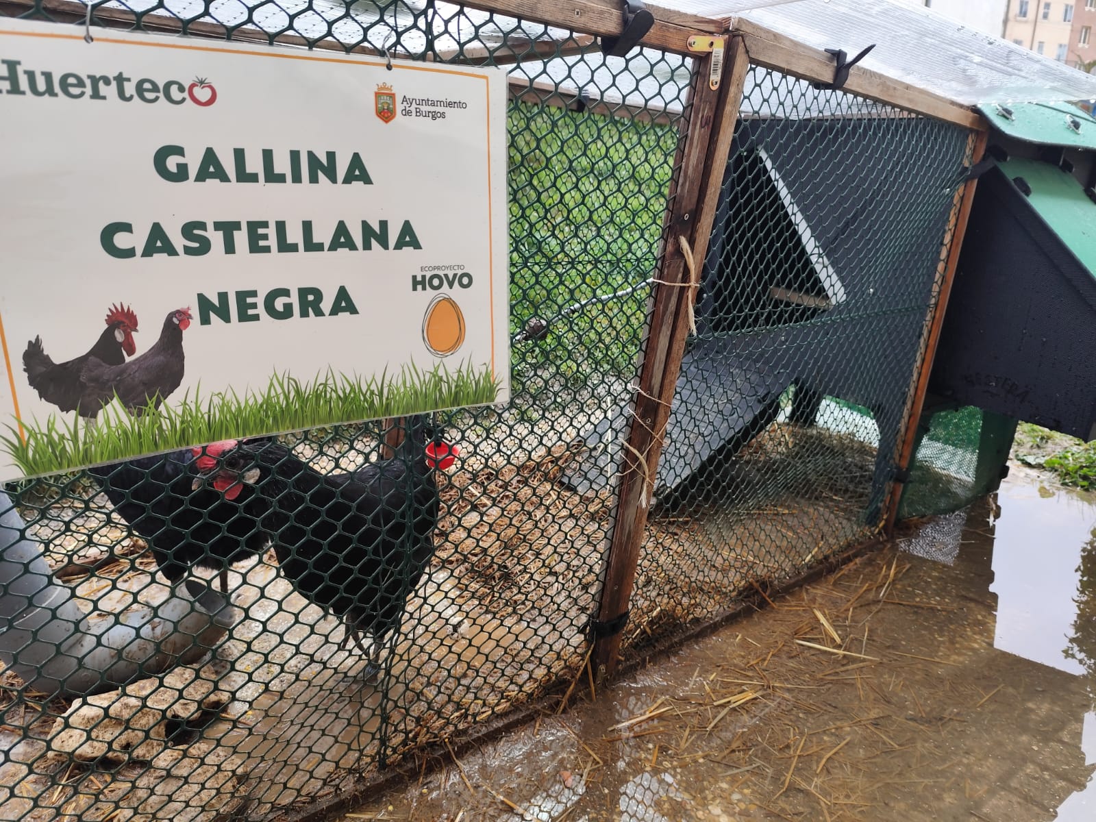 Eco proyecto Hovo recuperación de la Gallina Castellana Negra - Huerteco - curso 2024-25