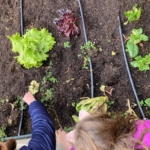 Huerta Educativa - Huerto escolar con Huerteco Educación