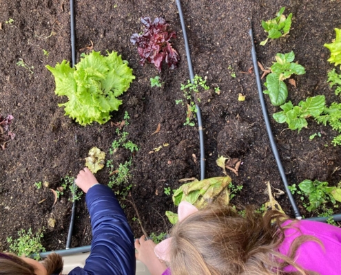 Huerta Educativa - Huerto escolar con Huerteco Educación