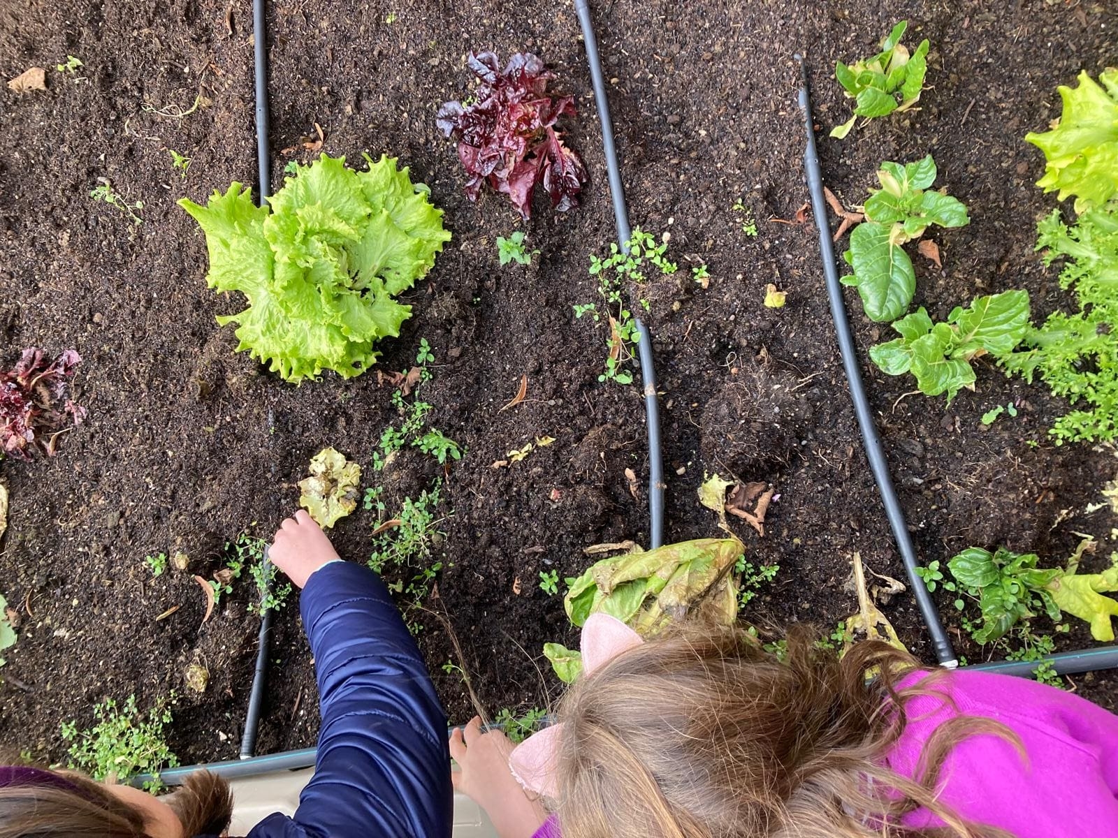 Huerta Educativa - Huerto escolar con Huerteco Educación