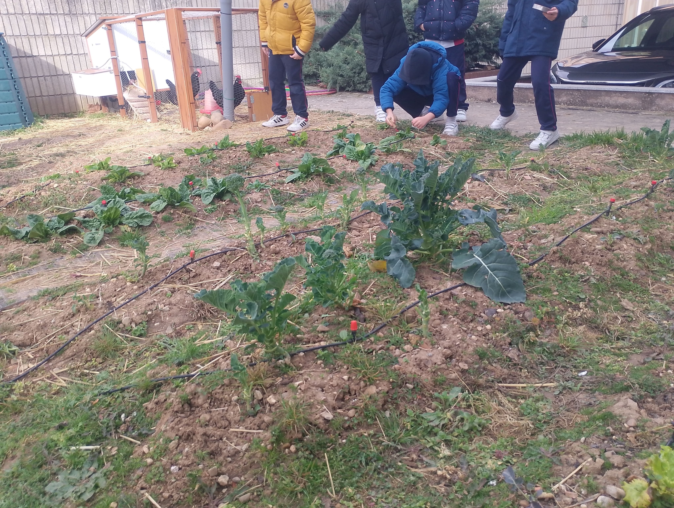 Huerta Educativa - Huerto escolar con Huerteco Educación