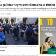 El Correo de Burgos cubre el Ecoproyecto HOVO de Huerteco y su campaña AMPAdrina para conservar la gallina negra castellana en Burgos.
