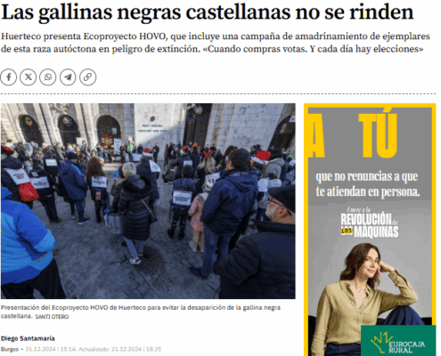 El Correo de Burgos cubre el Ecoproyecto HOVO de Huerteco y su campaña AMPAdrina para conservar la gallina negra castellana en Burgos.