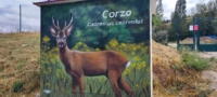 Corzo-huerteco-fauna-burgalesa Corzo, proyecto de educación ambiental para dar a conocer la fauna burgalesa de Huerteco.
