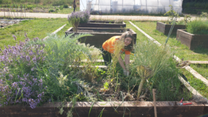 Romane Voluntaria Europea Huerteco 2025